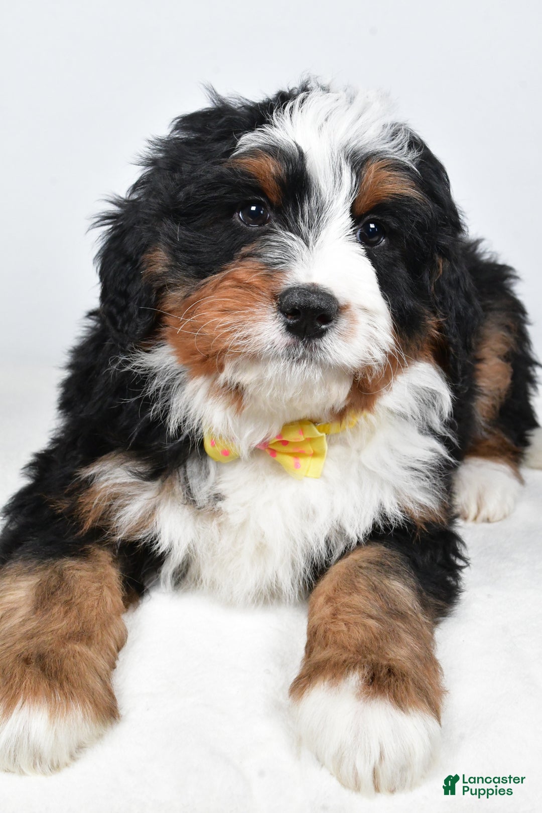 Mini Bernedoodle dogs for sale: Ashton - Ad 7