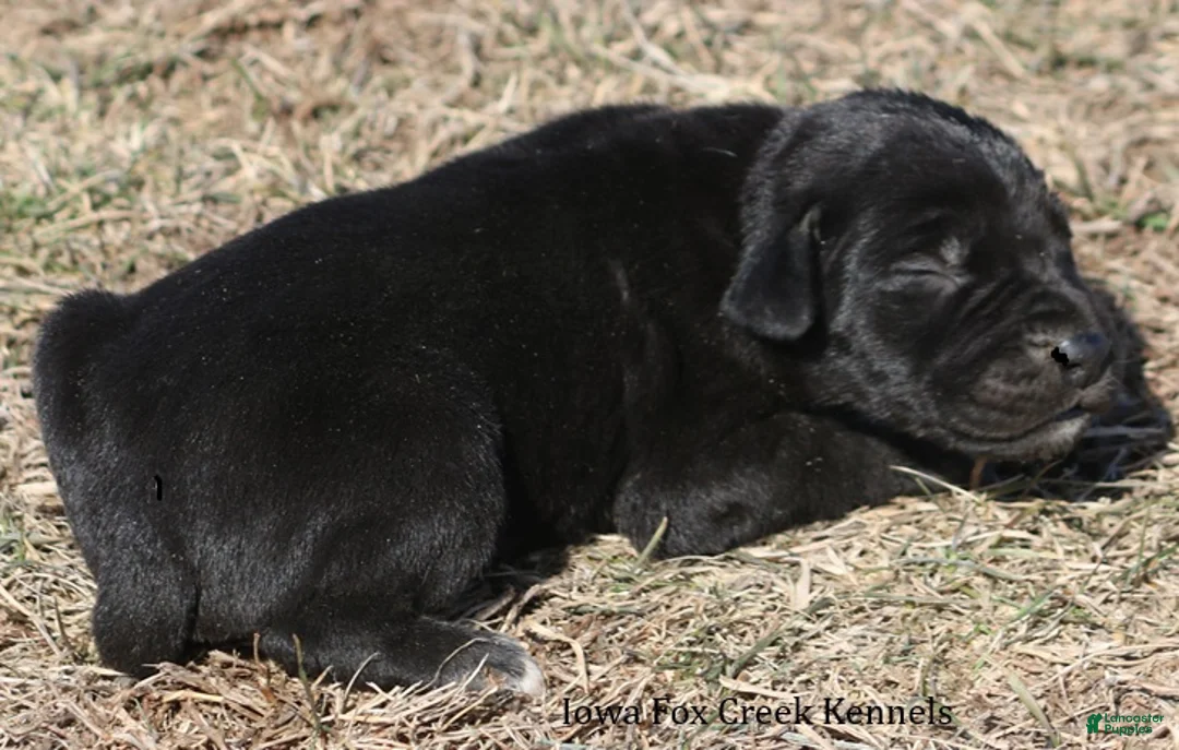 Great Dane dogs for sale: Stella - Ad 6