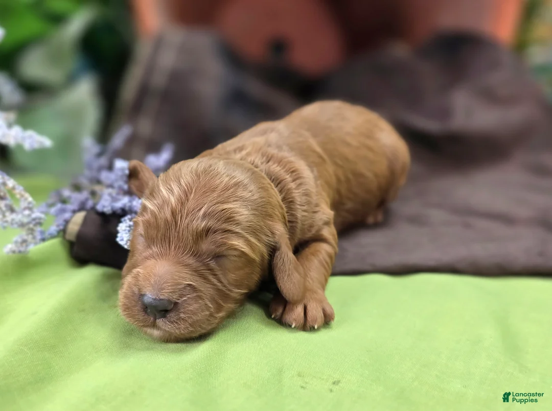 Cockapoo dogs for sale: Daffodil - Ad 1