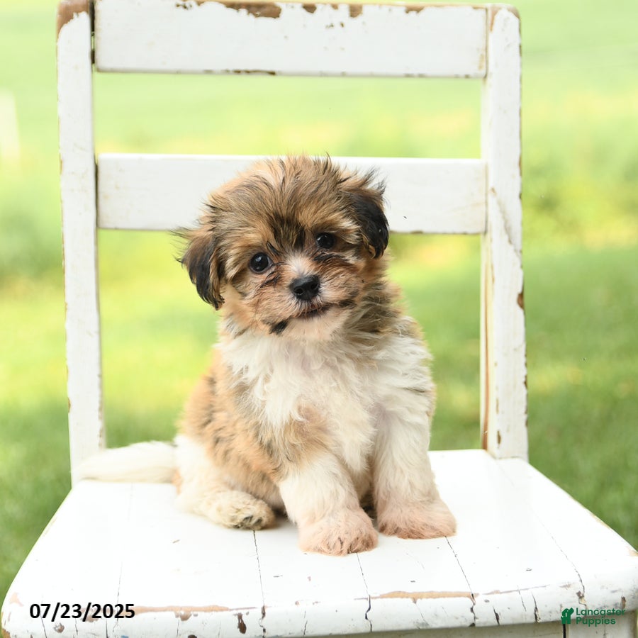 Havanese dogs Barkley - Ad 5