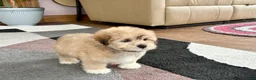 Mixed Breed dogs for sale: Lhasa/Maltese - Ad 11