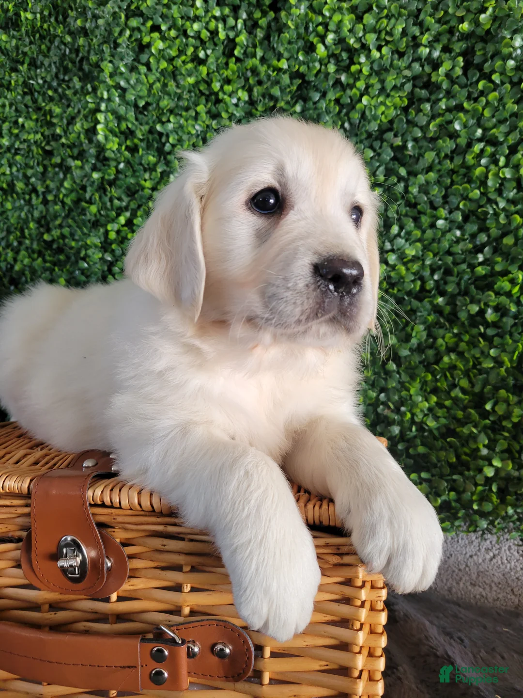 Golden Retriever dogs for sale: Rex - Ad 1