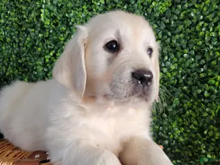 Golden Retriever dogs for sale: Rex - Ad 3