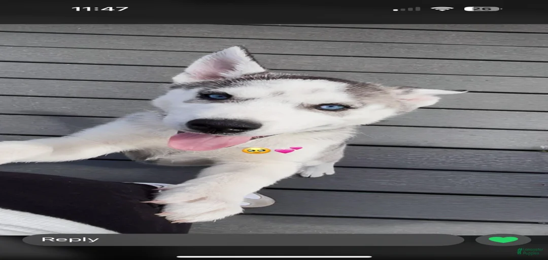 Gallery Image {{count}}