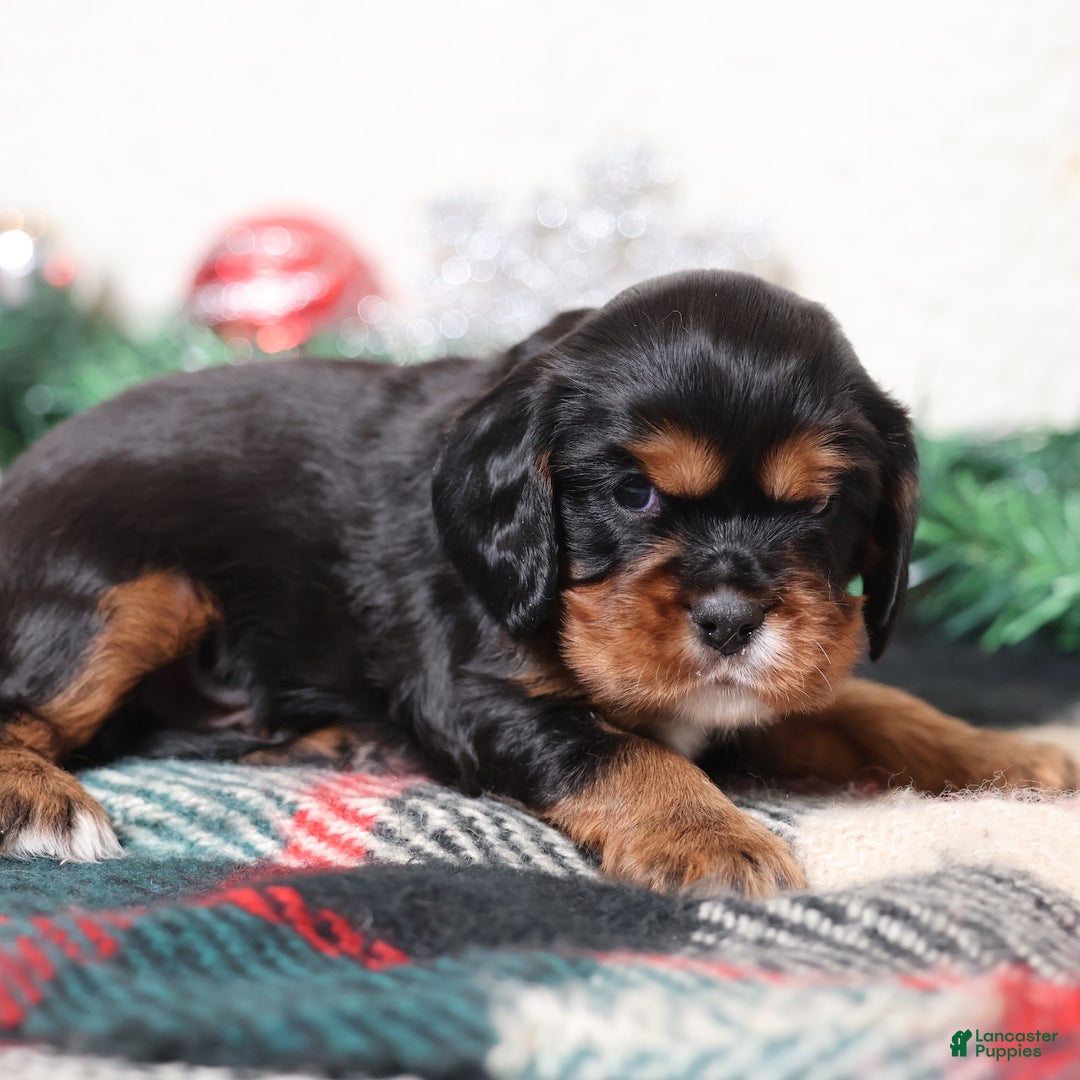 Cavalier King Charles Spaniel dogs for sale: Blaze | Genetically Screened  - Ad 3