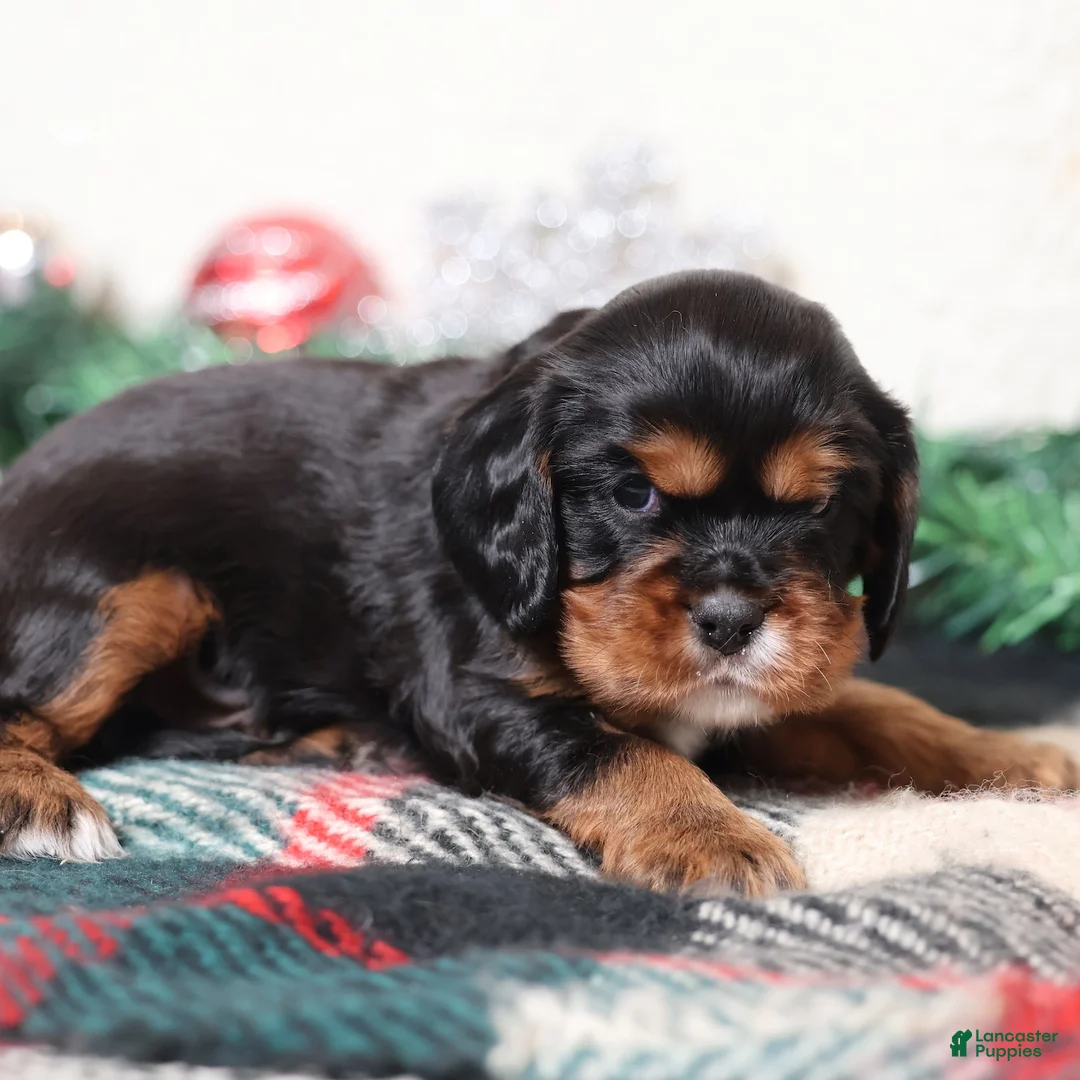 Cavalier King Charles Spaniel dogs for sale: Blaze | Genetically Screened  - Ad 15