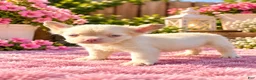 French Bulldog dogs for sale: Pink Bella - Ad 3
