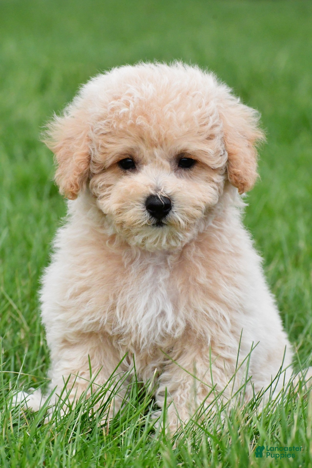 Bichpoo dogs asher - Ad 1