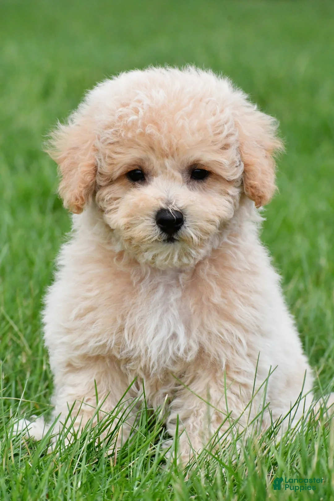 Bichpoo dogs for sale: asher - Ad 1