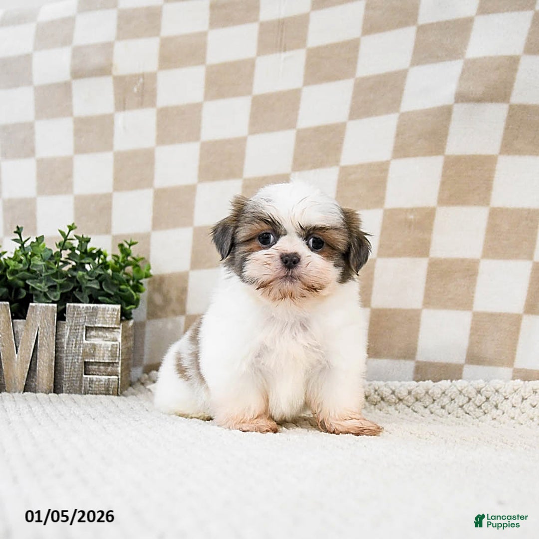 Shih Tzu dogs for sale: Zippy - Ad 1