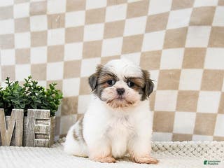 Shih Tzu dogs Zippy - Ad 8