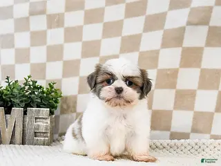 Shih Tzu dogs Zippy - Ad 1