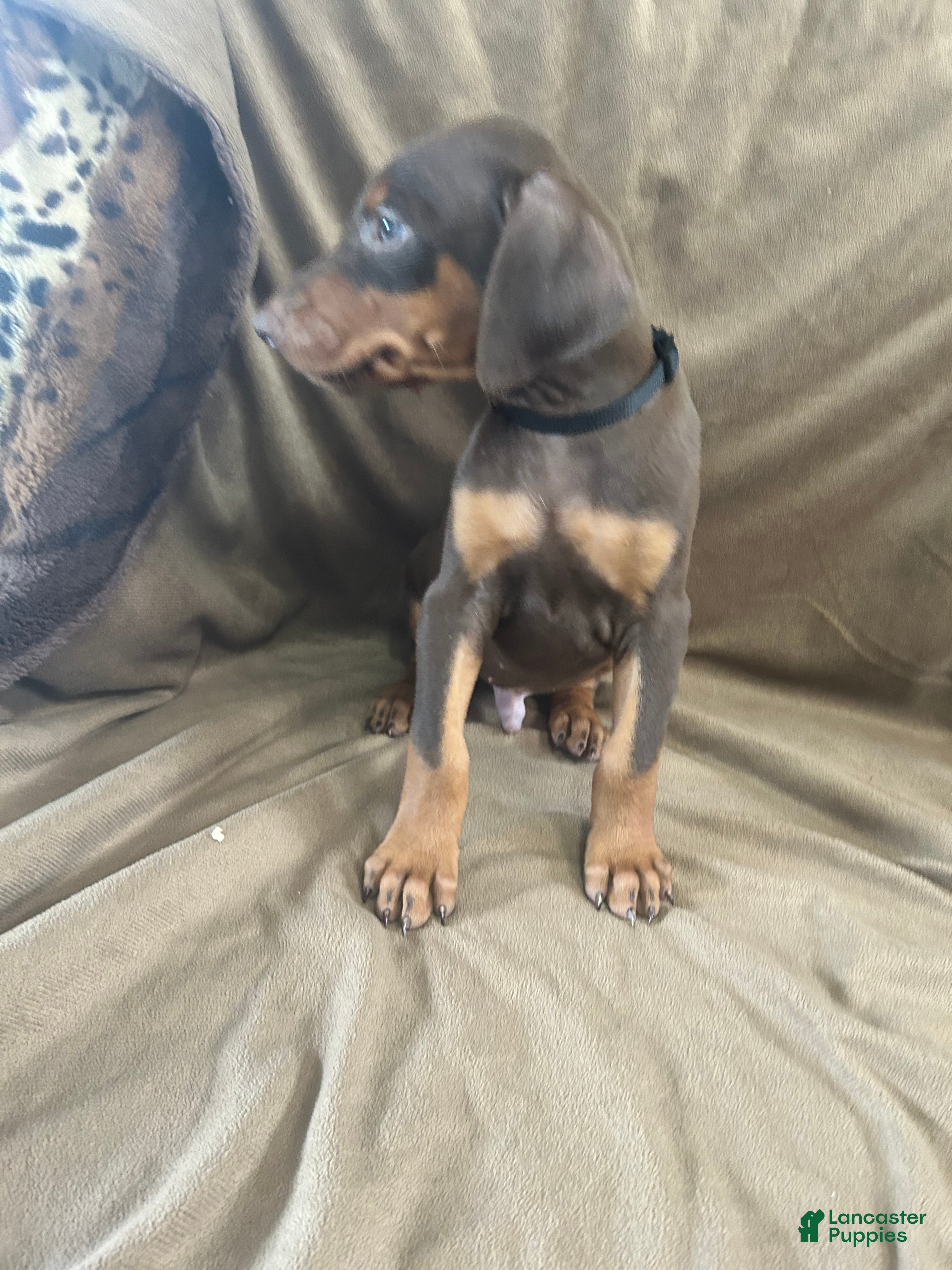 Doberman Pinscher dogs Black Collar  - Ad 2