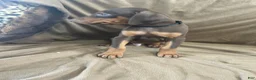 Doberman Pinscher dogs for sale: Black Collar  - Ad 2