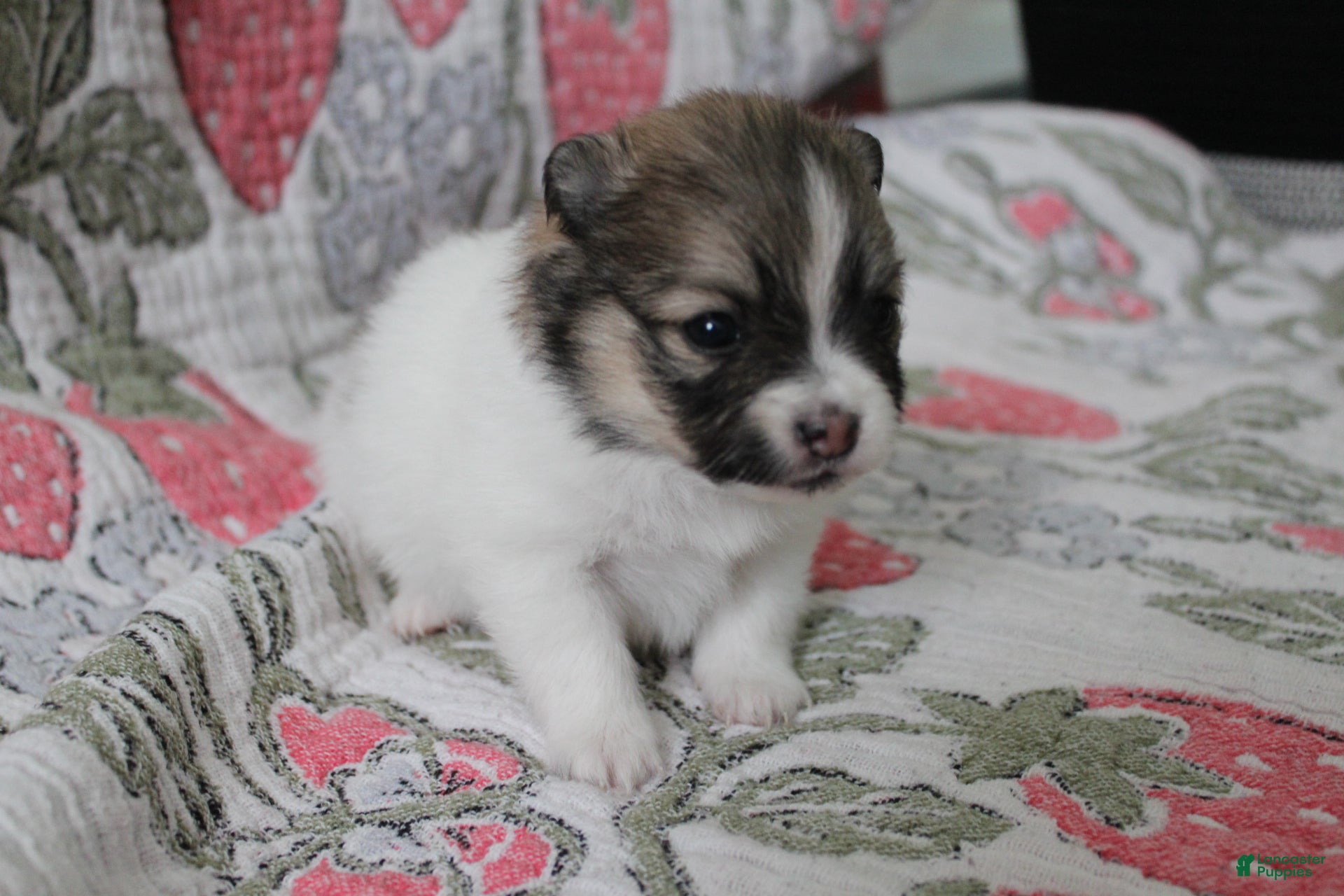 Pomeranian dogs Rolly  - Ad 21