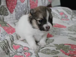 Pomeranian dogs Rolly - Ad 39