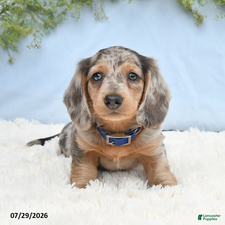 Miniature Dachshund dogs Tj - Ad 1