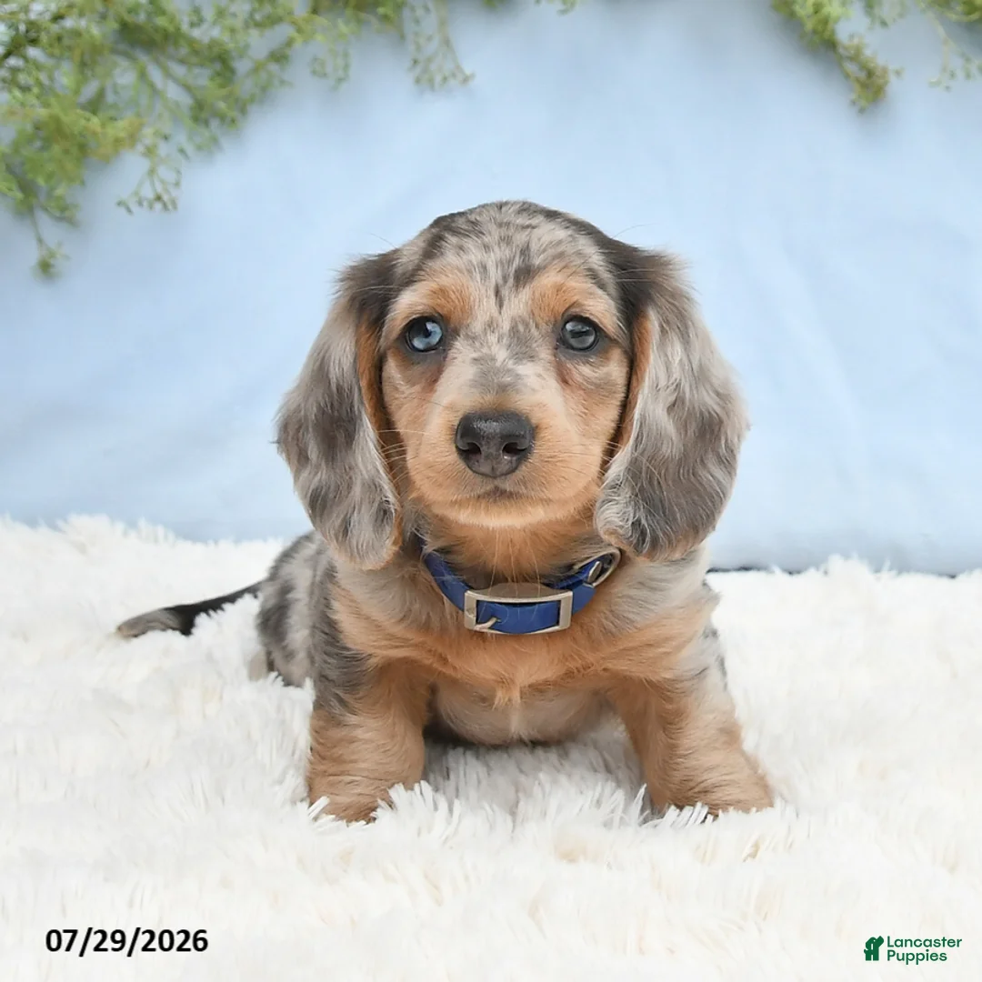 Miniature Dachshund dogs for sale: Tj - Ad 1