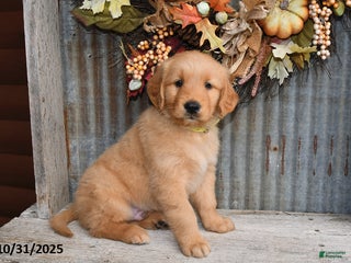 Golden Retriever dogs - Ad 38