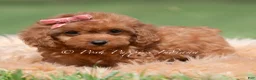Maltipoo dogs for sale: Cupcake F1 - Ad 4