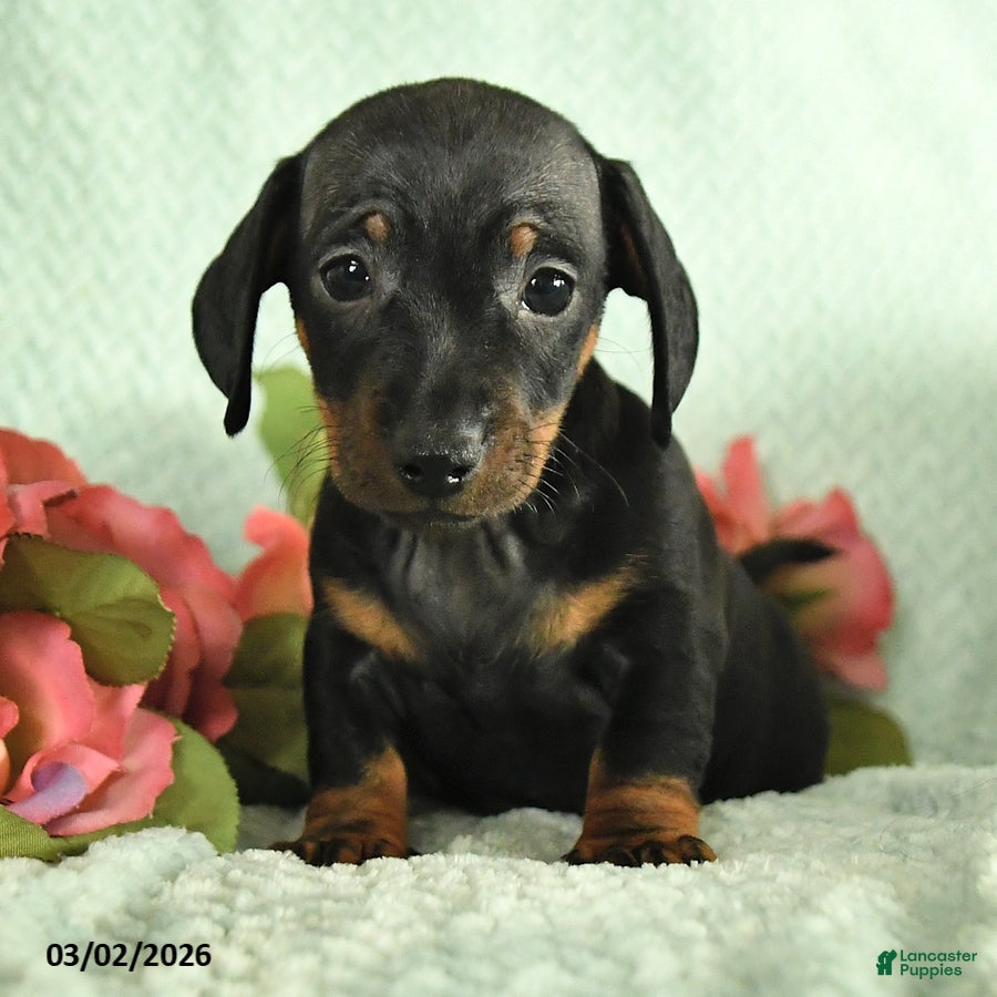 Dachshund dogs Gizmo - Ad 2