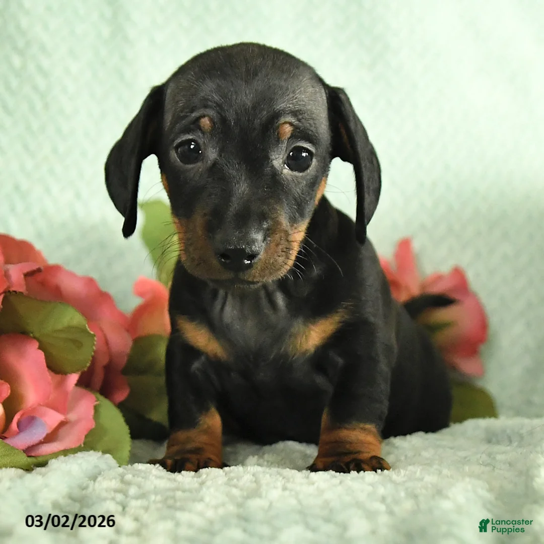 Dachshund dogs for sale: Gizmo - Ad 2