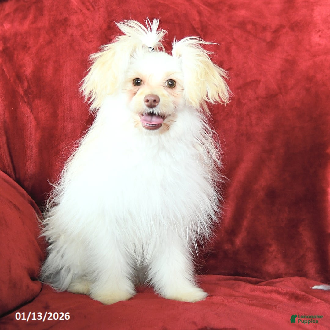 Pomapoo dogs for sale: Drako - Ad 2