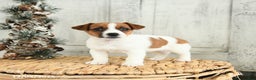Jack Russell Terrier dogs for sale: Snowflake - Ad 3