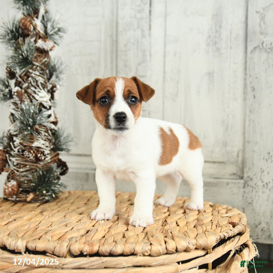 Jack Russell Terrier dogs for sale: Snowflake - Ad 3