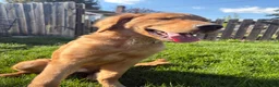 Golden Retriever dogs for sale: Prince - Ad 2