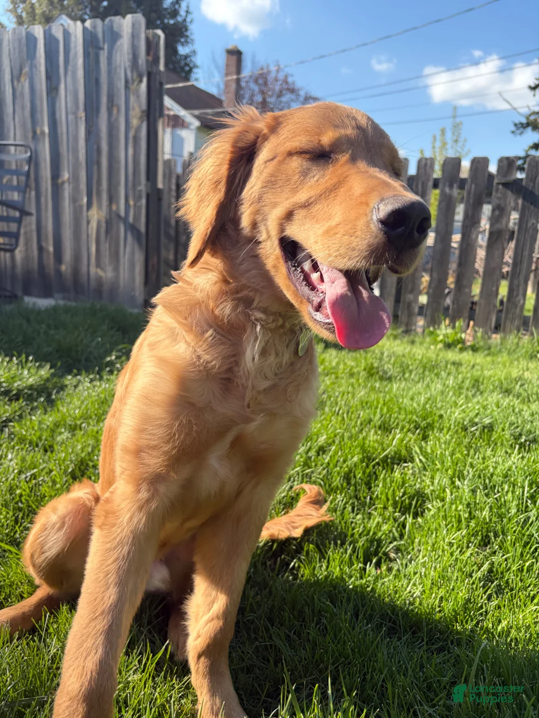 Golden Retriever dogs for sale: Prince - Ad 2
