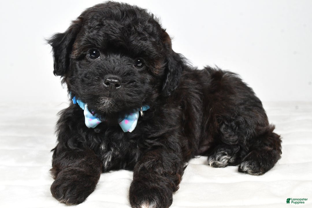 Shihpoo dogs for sale: Ian - Ad 8