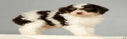 Miniature Poodle dogs for sale: Patches - Ad 6
