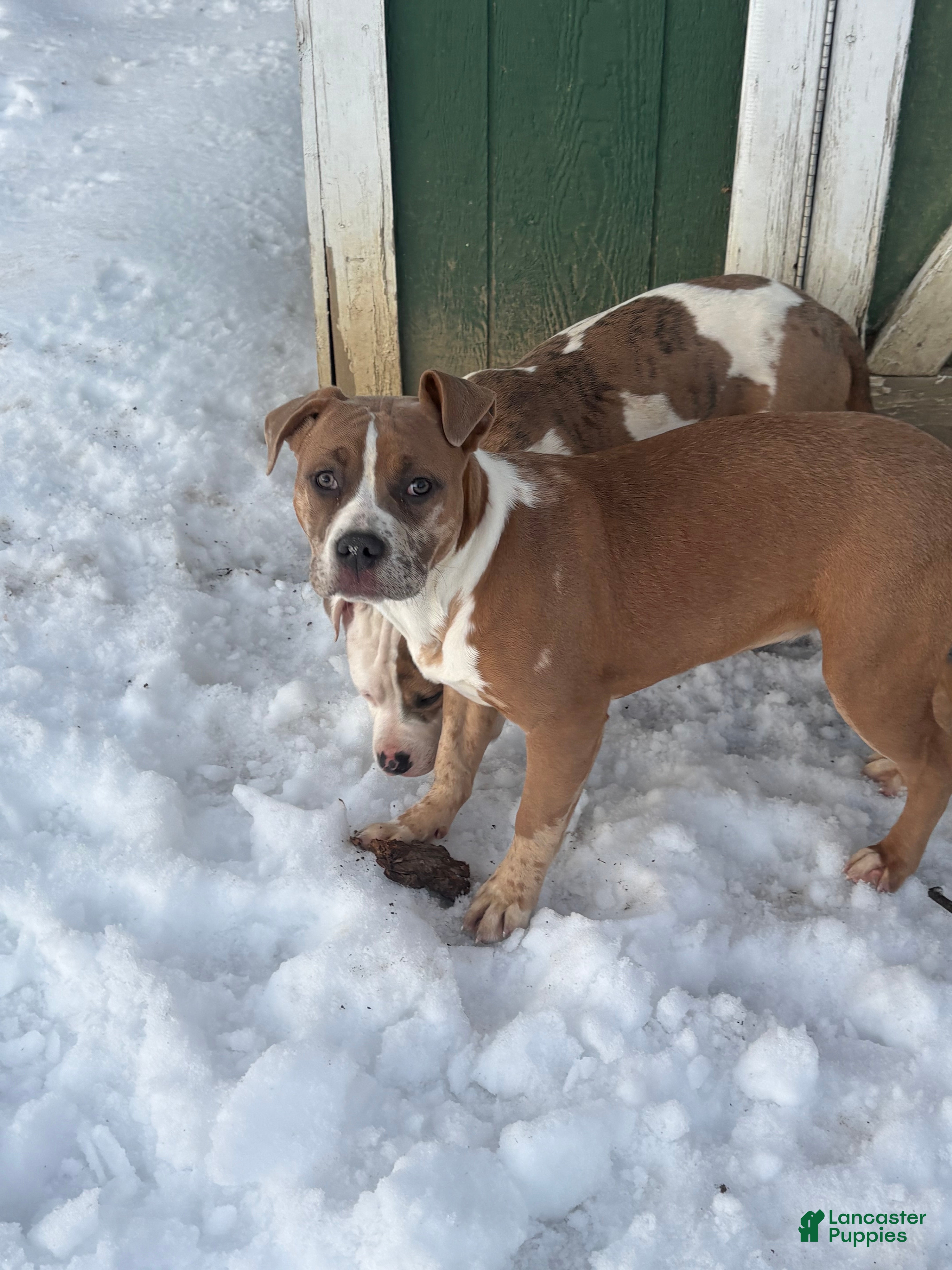 American Bully dogs Xena - Ad 2