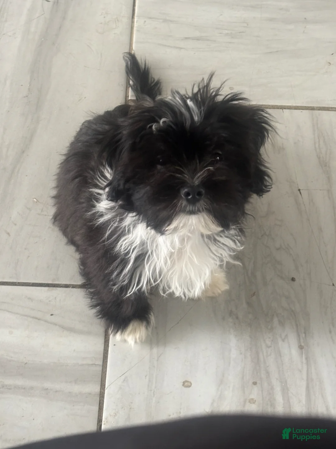 Shorkie dogs for sale: Shorkie Puppy 1 - Ad 1