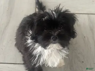 Shorkie dogs Shorkie Puppy 1 - Ad 18