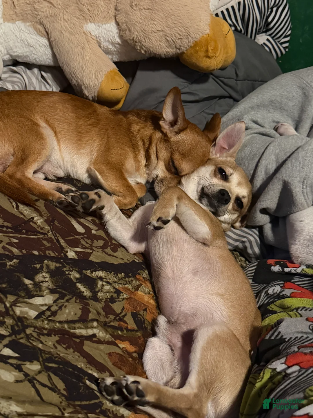 Gallery Image {{count}}