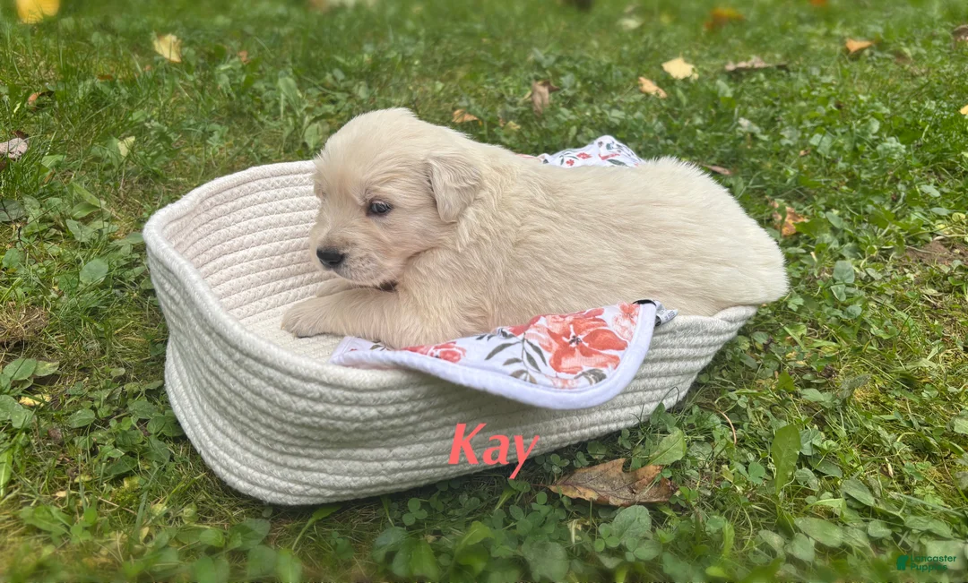 Golden Retriever dogs for sale: Kay - Ad 2