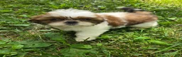 Shih Tzu dogs for sale: Shih Tzu 4 - Ad 10