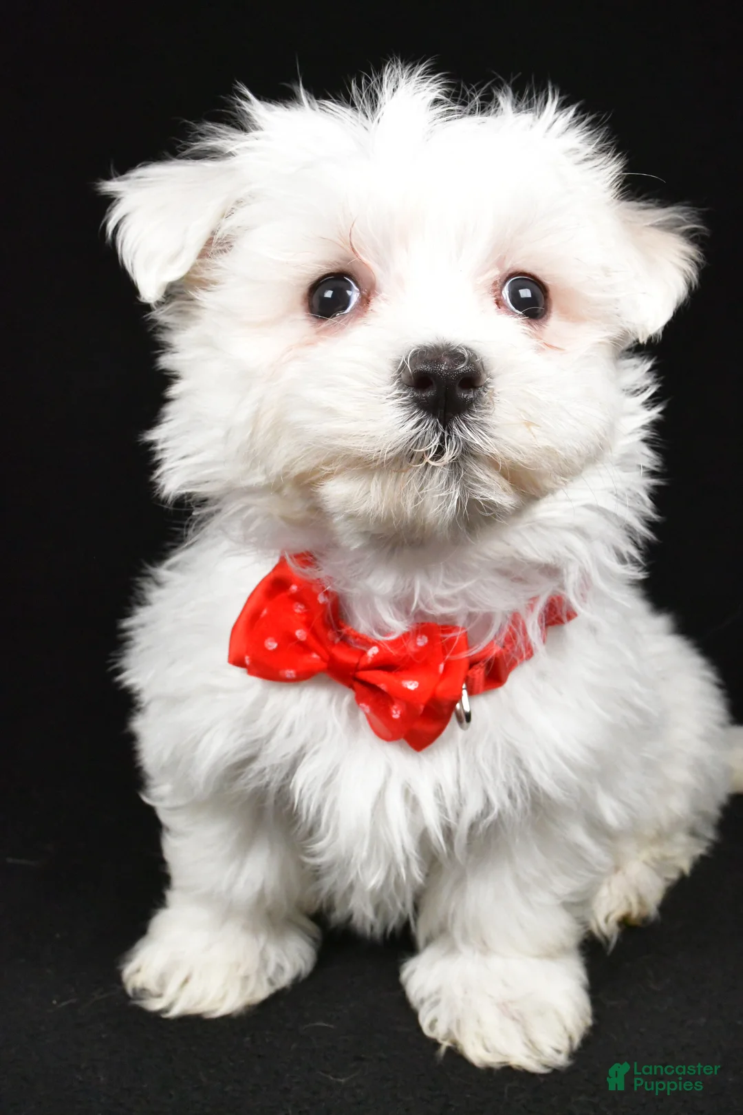 Maltese dogs for sale: Mason - Ad 6