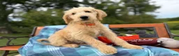 Labradoodle dogs for sale: Cindy (Girl) - Ad 4