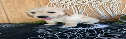 Golden Retriever dogs for sale: Grady - Ad 8