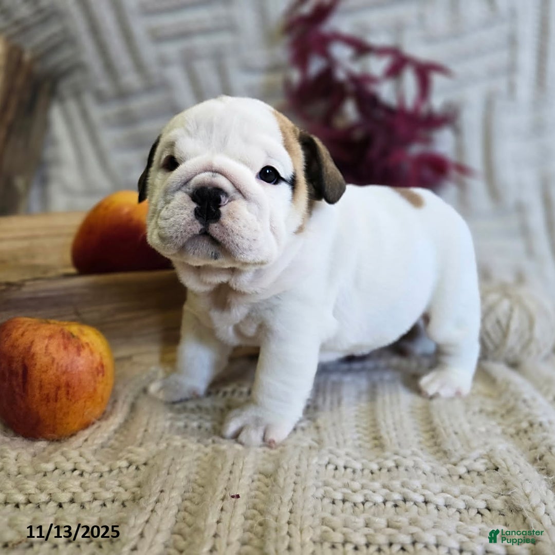 English Bulldog dogs for sale: Chowder - Ad 2