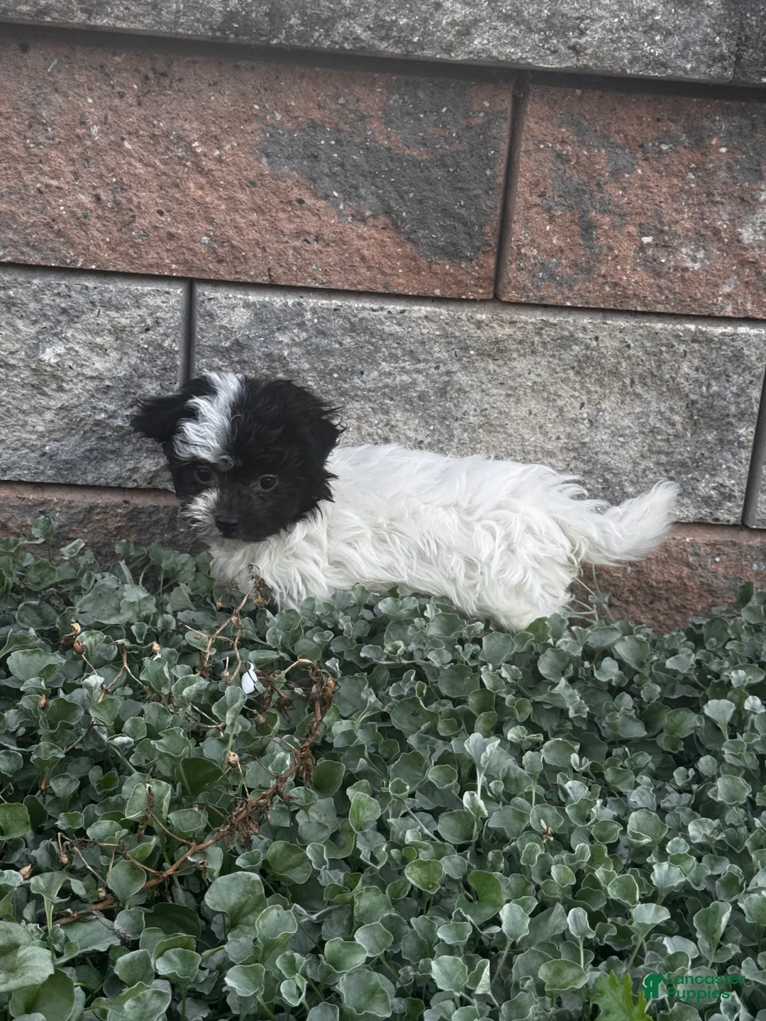 Havanese dogs for sale: Holly - Ad 5