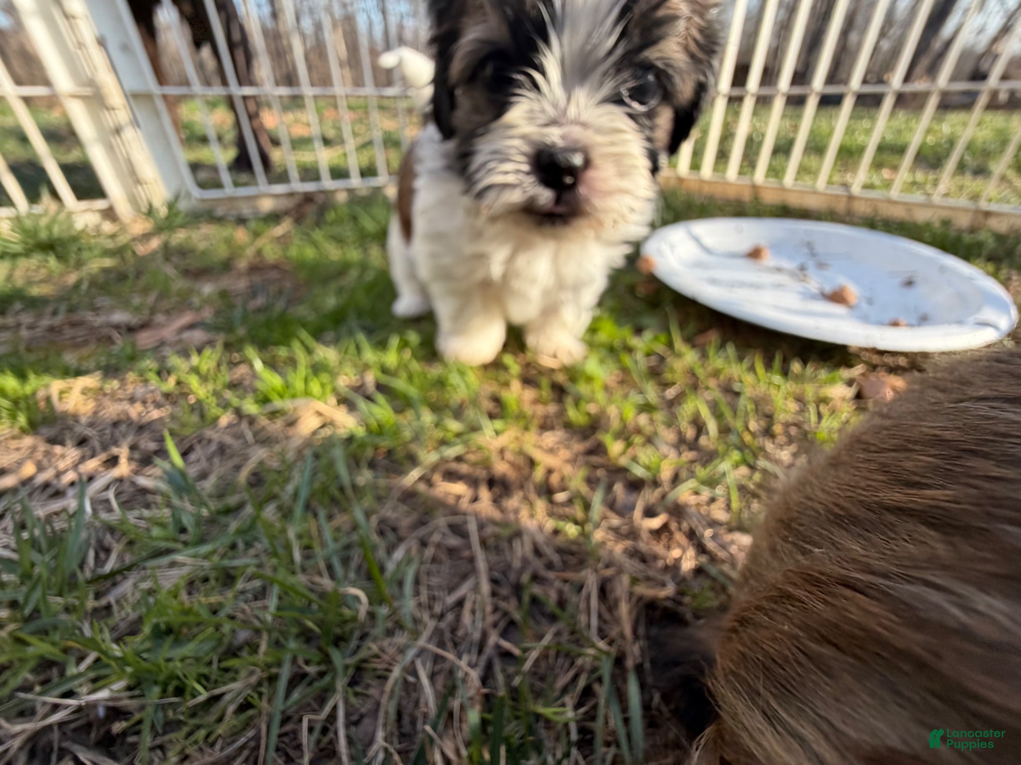 Shih Tzu dogs Graham  - Ad 2