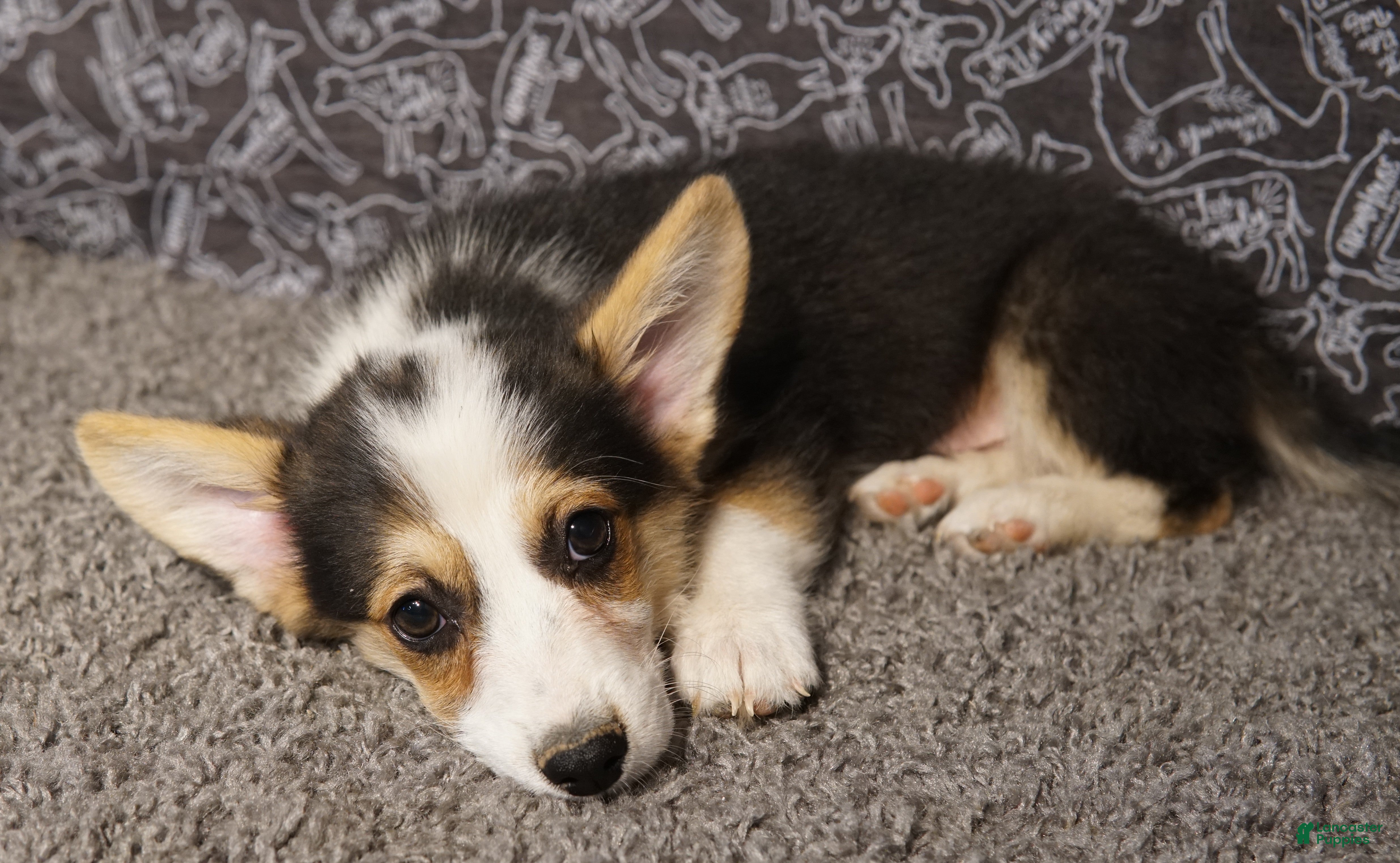 Welsh Corgi Pembroke dogs Roofus - Ad 21
