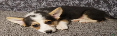 Roofus