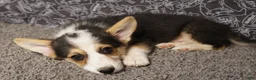 Welsh Corgi Pembroke dogs for sale: Roofus - Ad 1