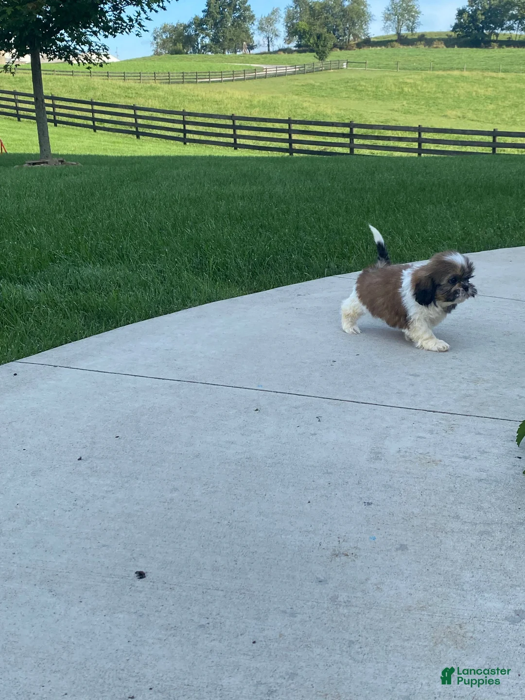 Shih Tzu dogs for sale: Sadie - Ad 13