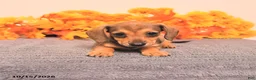 Miniature Dachshund dogs for sale: Riah - Ad 2